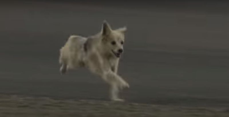 2020 15 bahrain dog on track