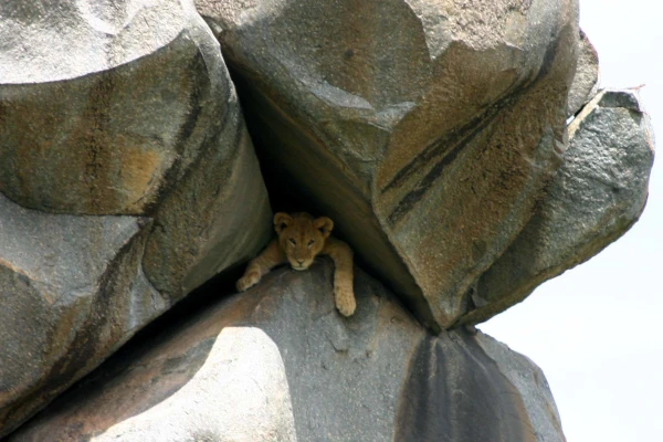 The Safe Place
