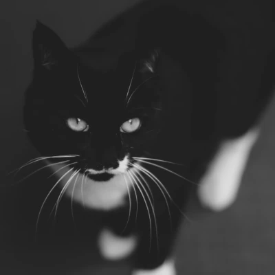 Kit-Kat