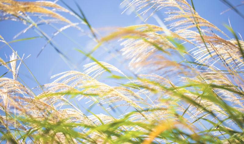 breeze